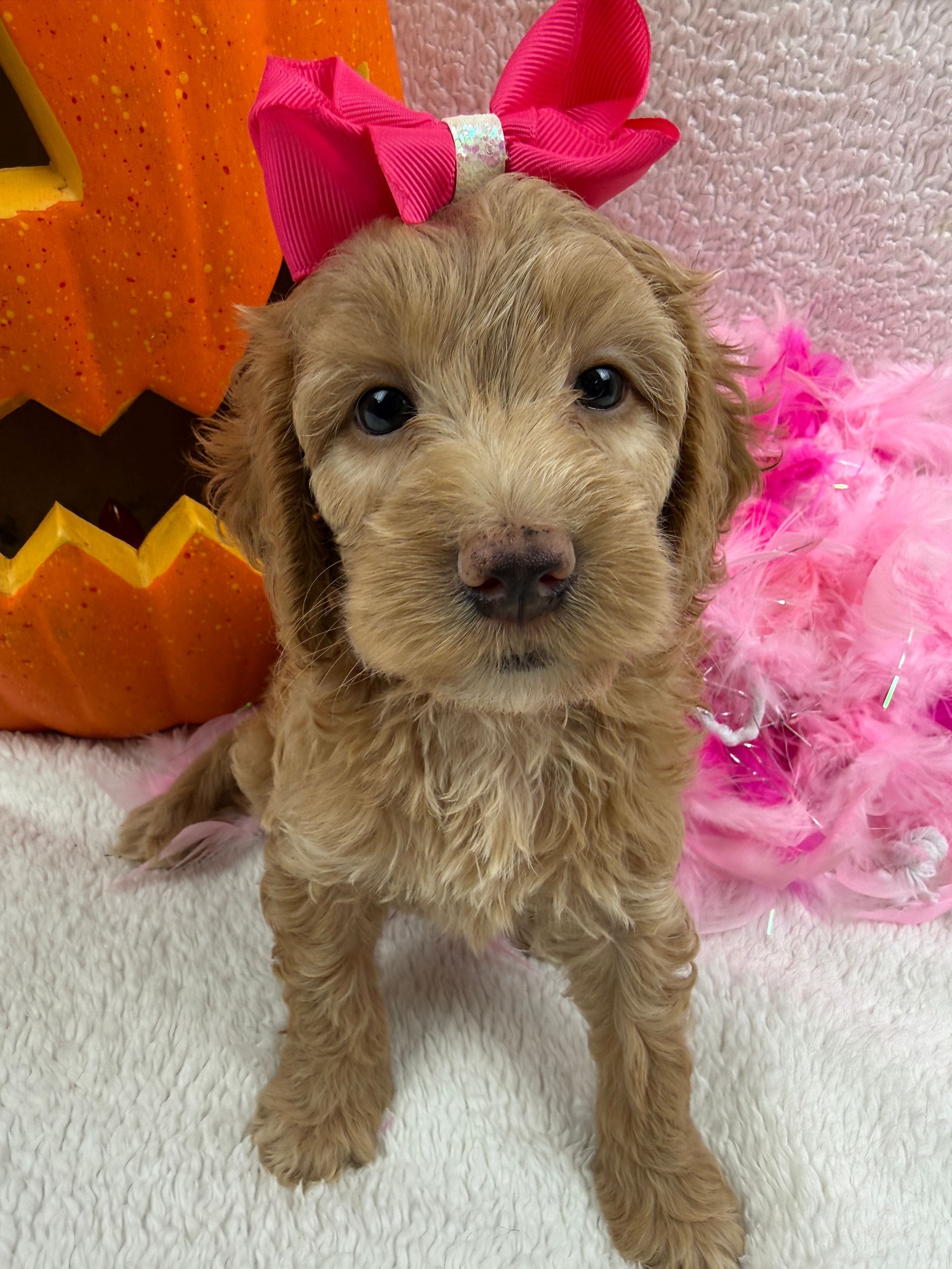 Cavapoo puppies for sale near tyler Texas