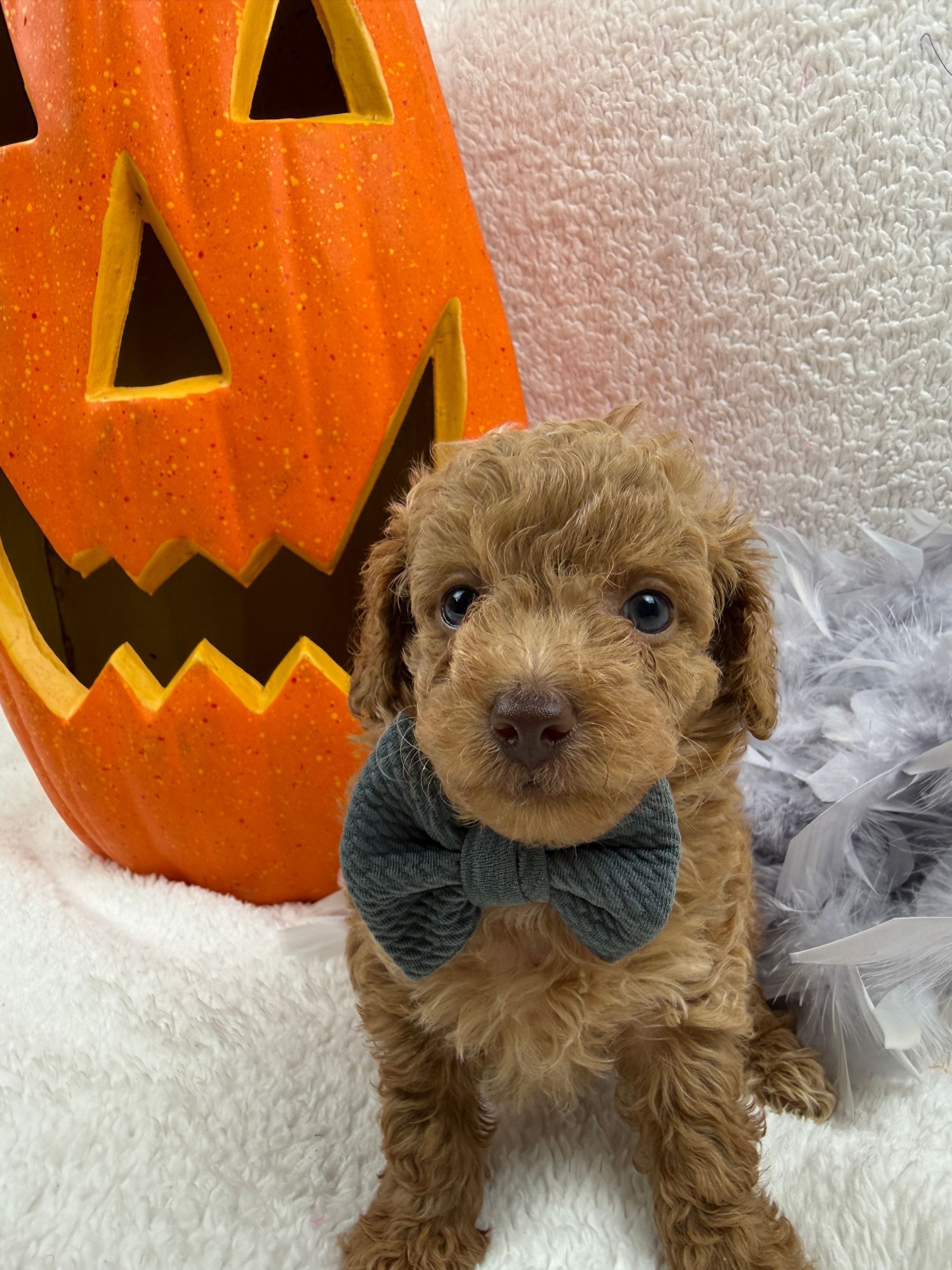 Cavapoo puppies for sale Fort Worth Texas breeder listings