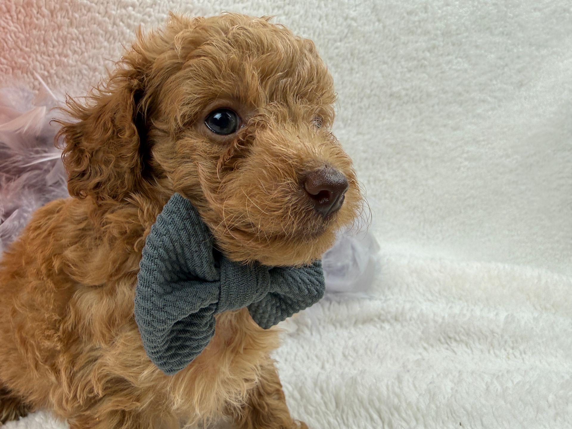 Cavapoo puppies for sale near tyler Texas