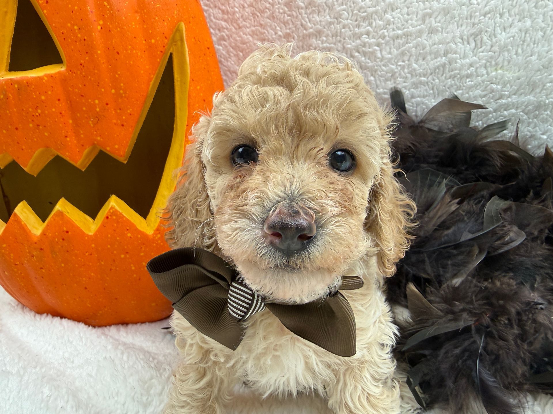 Cavapoo puppies for sale near tyler Texas