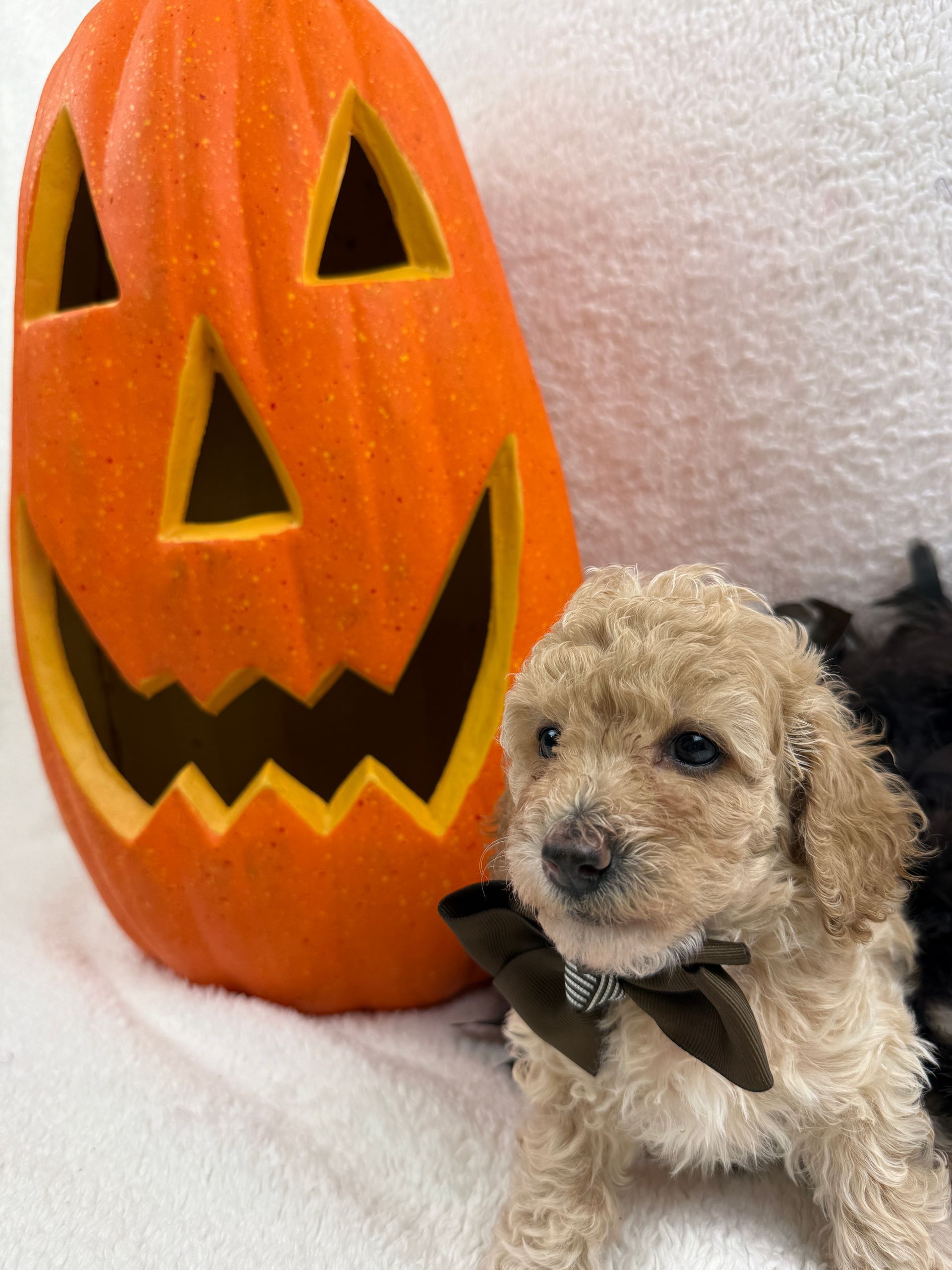 Cavapoo puppies for sale Fort Worth Texas breeder listings
