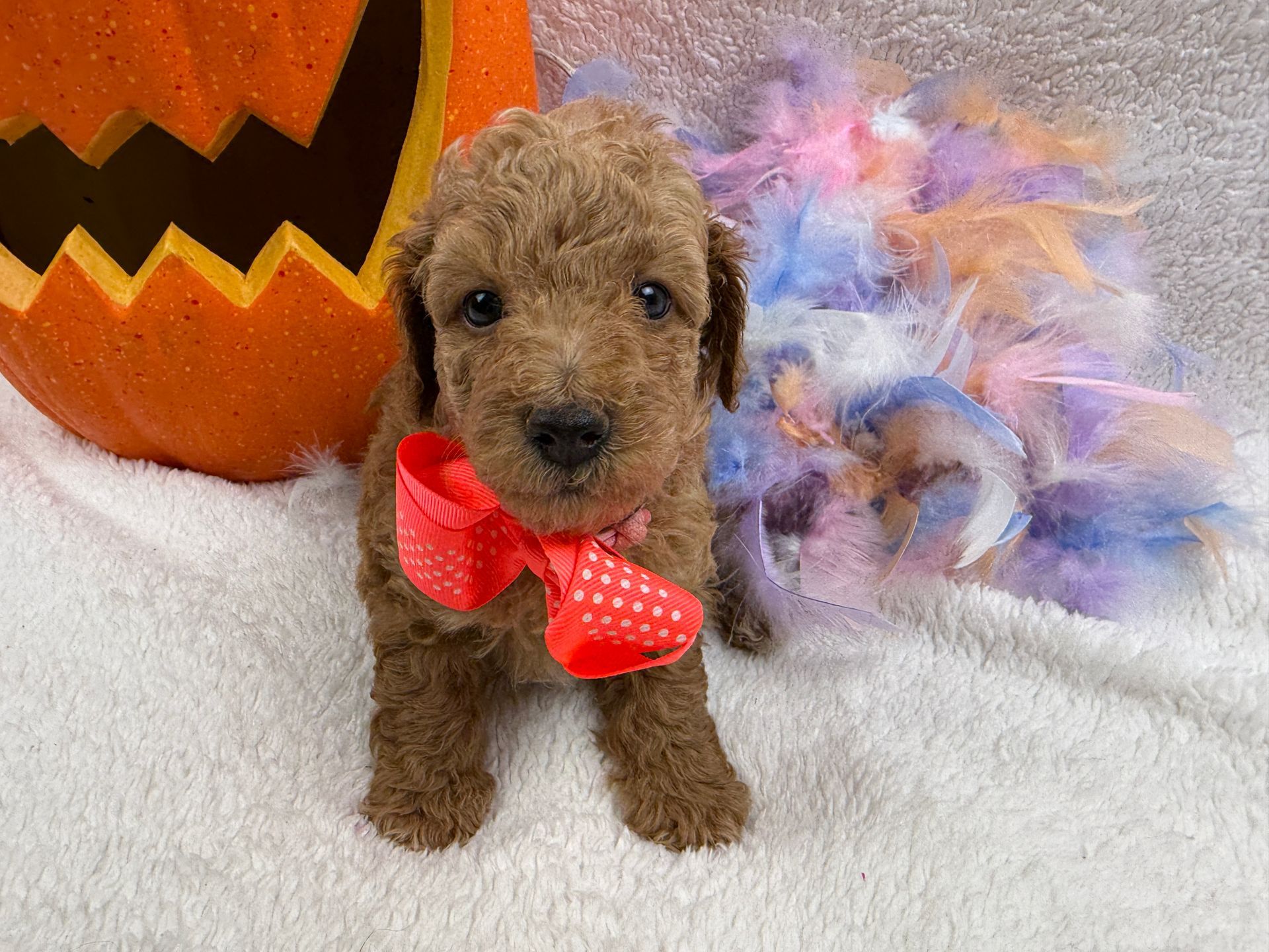 Cavapoo puppies for sale Fort Worth Texas breeder listings