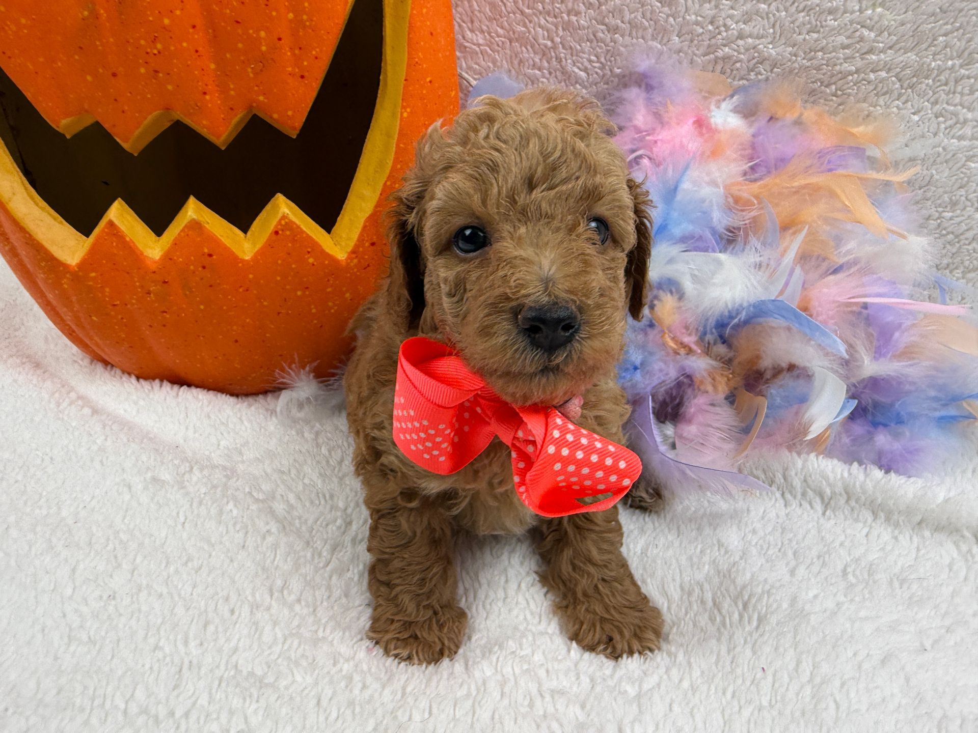Cavapoo puppies for sale near tyler Texas