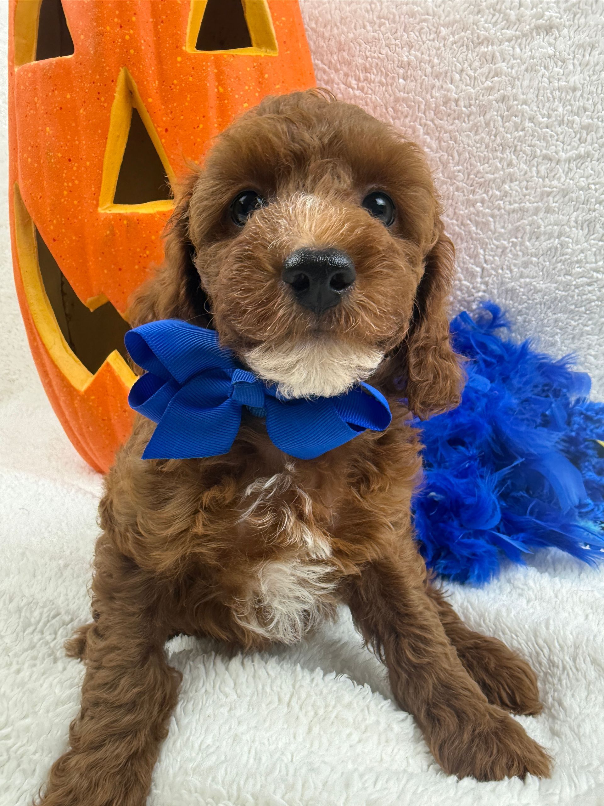 Cavapoo puppies for sale Fort Worth Texas breeder listings