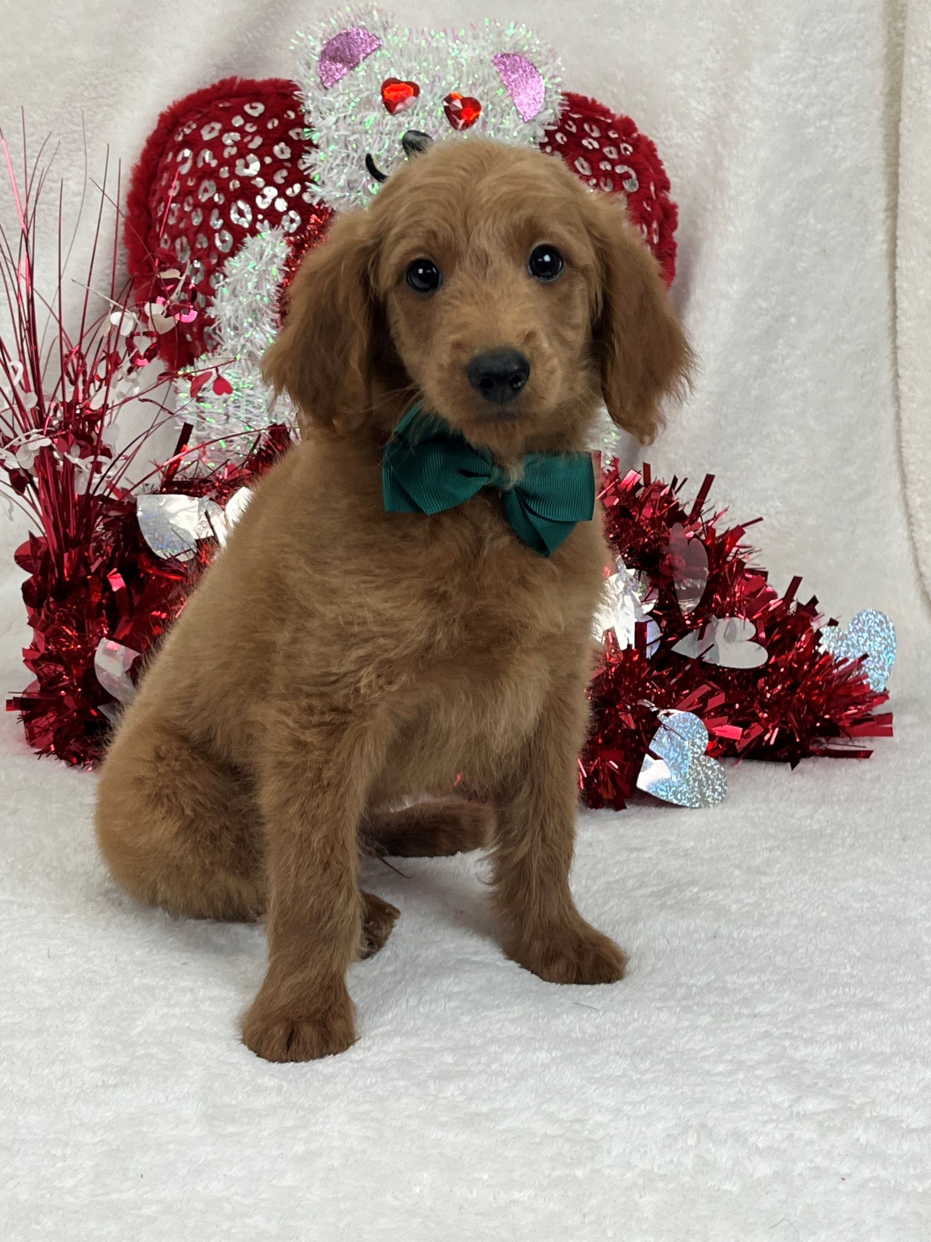 Texas Goldendoodle breeder offering F1 and F1b litters