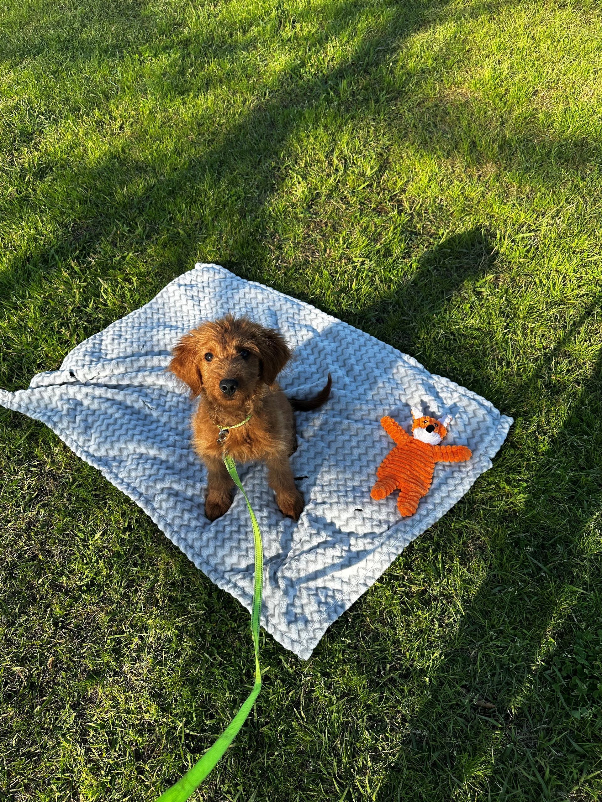 Adorable Goldendoodle puppies for sale in Texas with guarantee