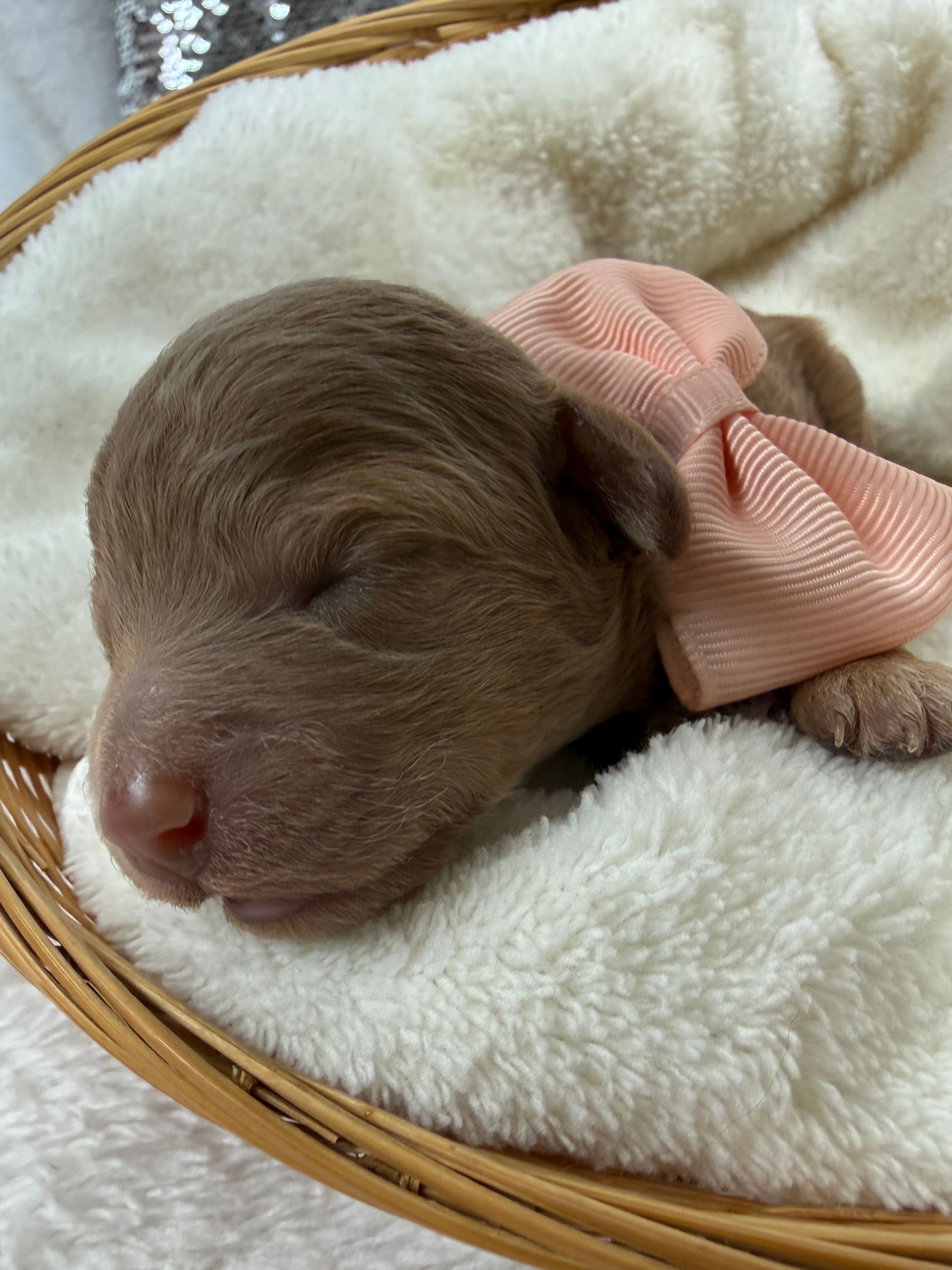 Micro Bernedoodle puppies for sale near tyler Texas