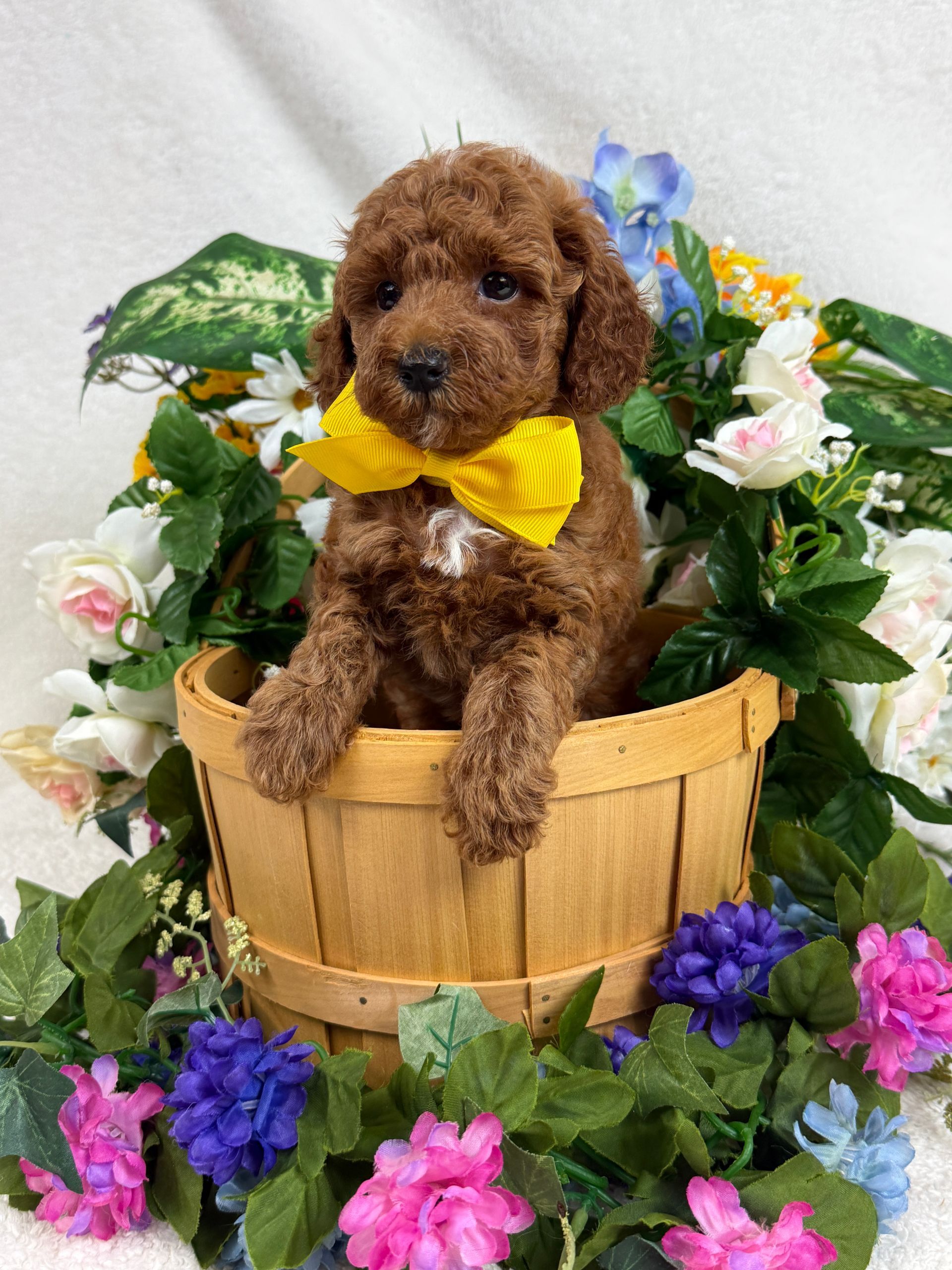Cavapoo puppies for sale Fort Worth Texas breeder listings