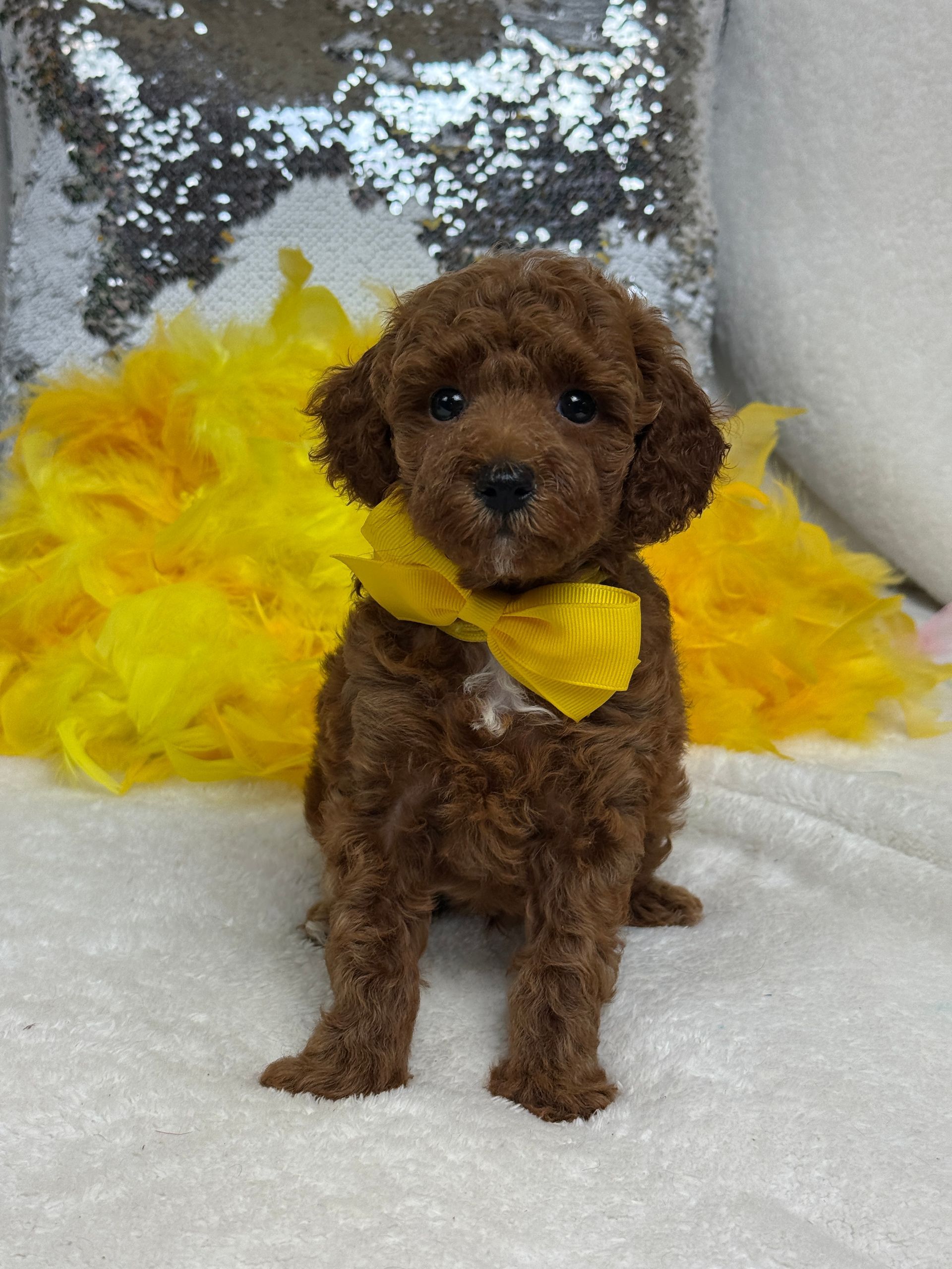 Cavapoo puppies for sale near tyler Texas