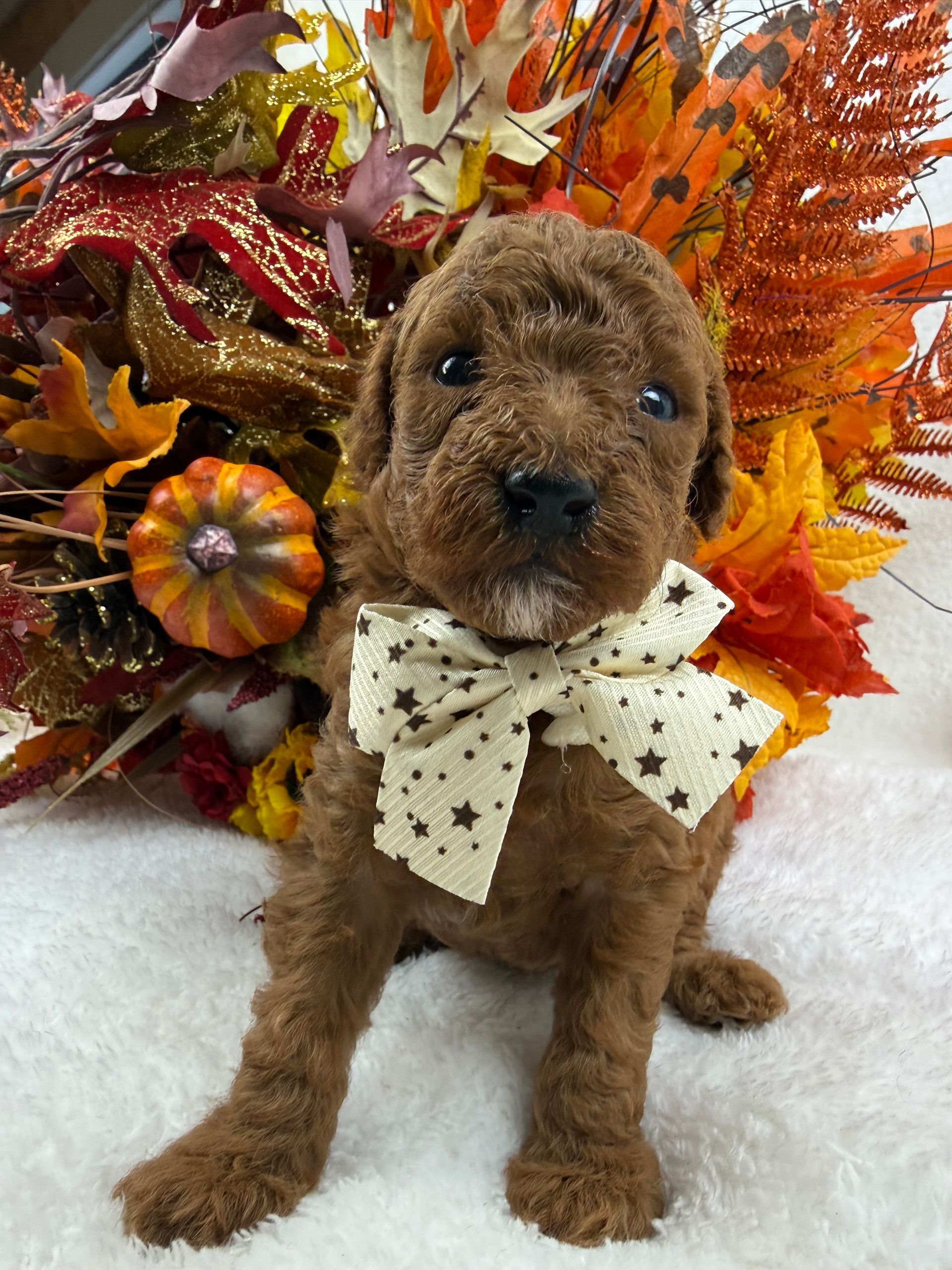 Cavapoo puppies for sale near tyler Texas