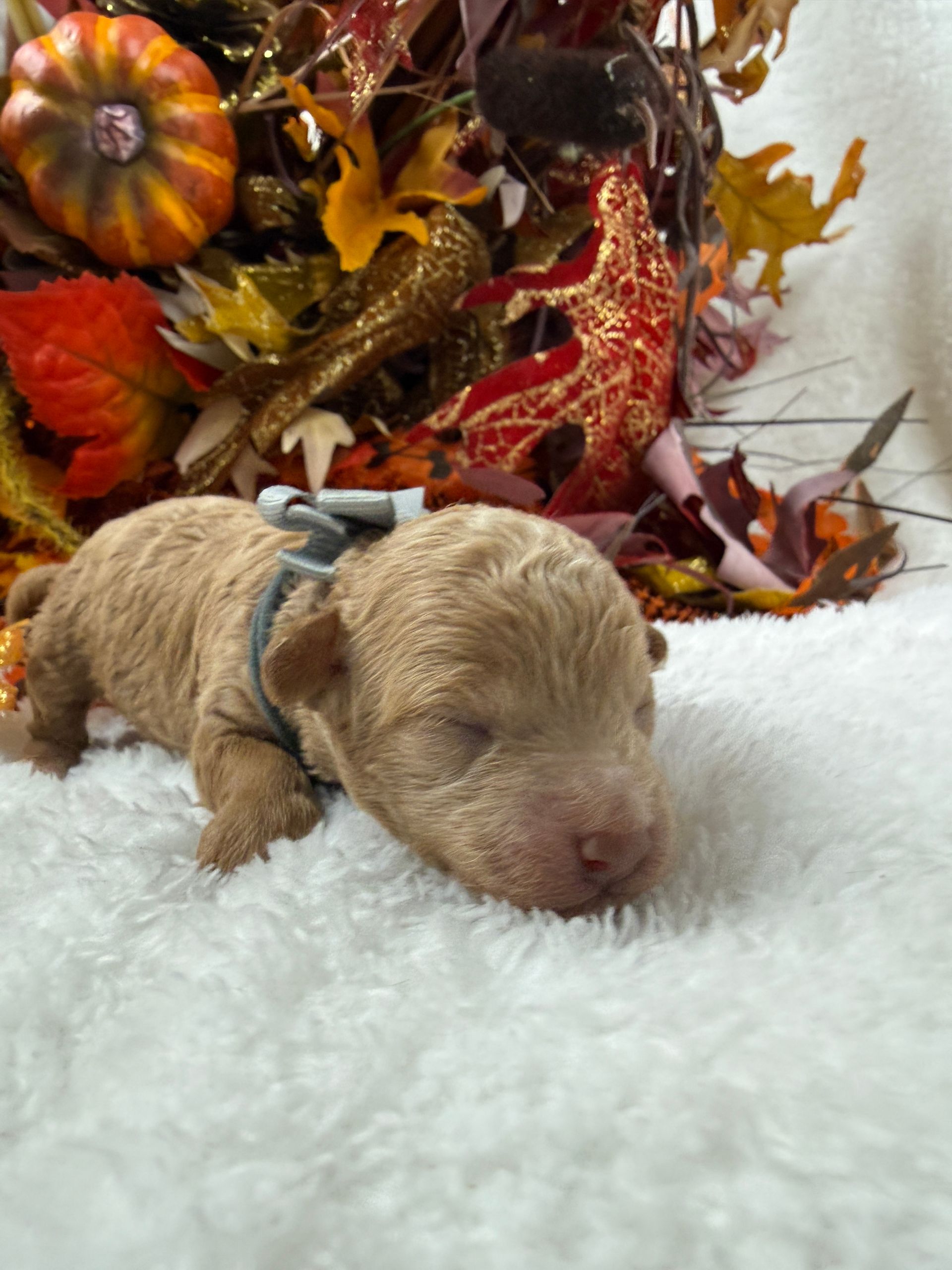 Cavapoo puppies for sale near tyler Texas