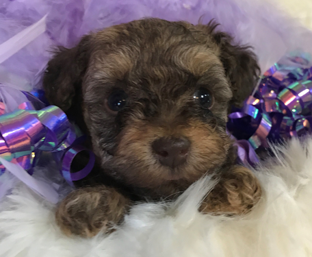 Cute Puppy