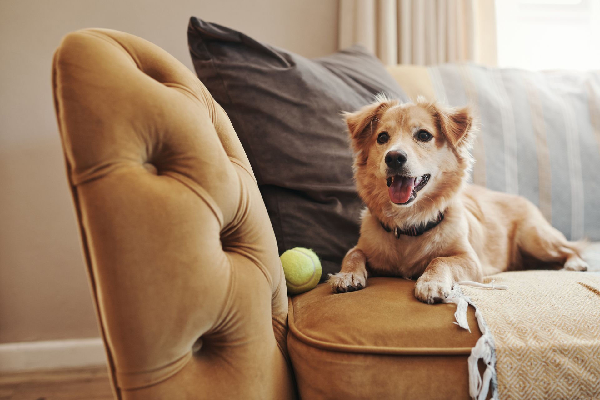 Dog Sitting on Sofa — Macomb, MI — Dun-Rite Carpet, Upholstery, Tile, and Grout Cleaning Dog Sitting on Sofa — Macomb, MI — Dun-Rite Carpet, Upholstery, Tile, and Grout Cleaning