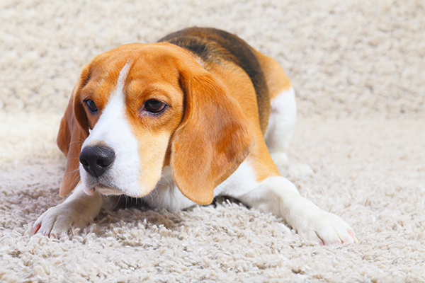 Dog Sitting on Carpet — Macomb, MI — Dun-Rite Carpet, Upholstery, Tile, and Grout Cleaning Dog Sitting on Carpet — Macomb, MI — Dun-Rite Carpet, Upholstery, Tile, and Grout Cleaning