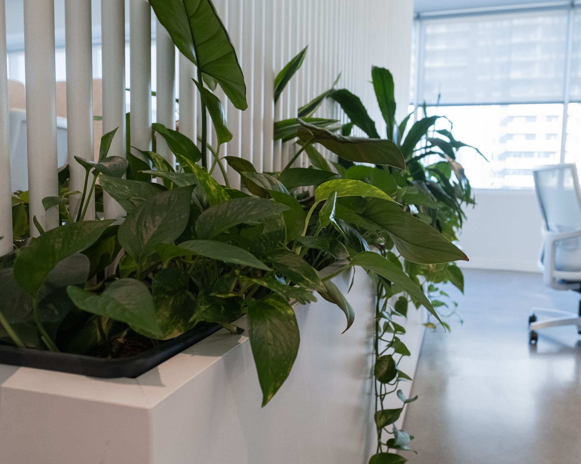 Des plantes dans un pot blanc, dans un bureau moderne, à côté d'un mur blanc à lattes verticales.