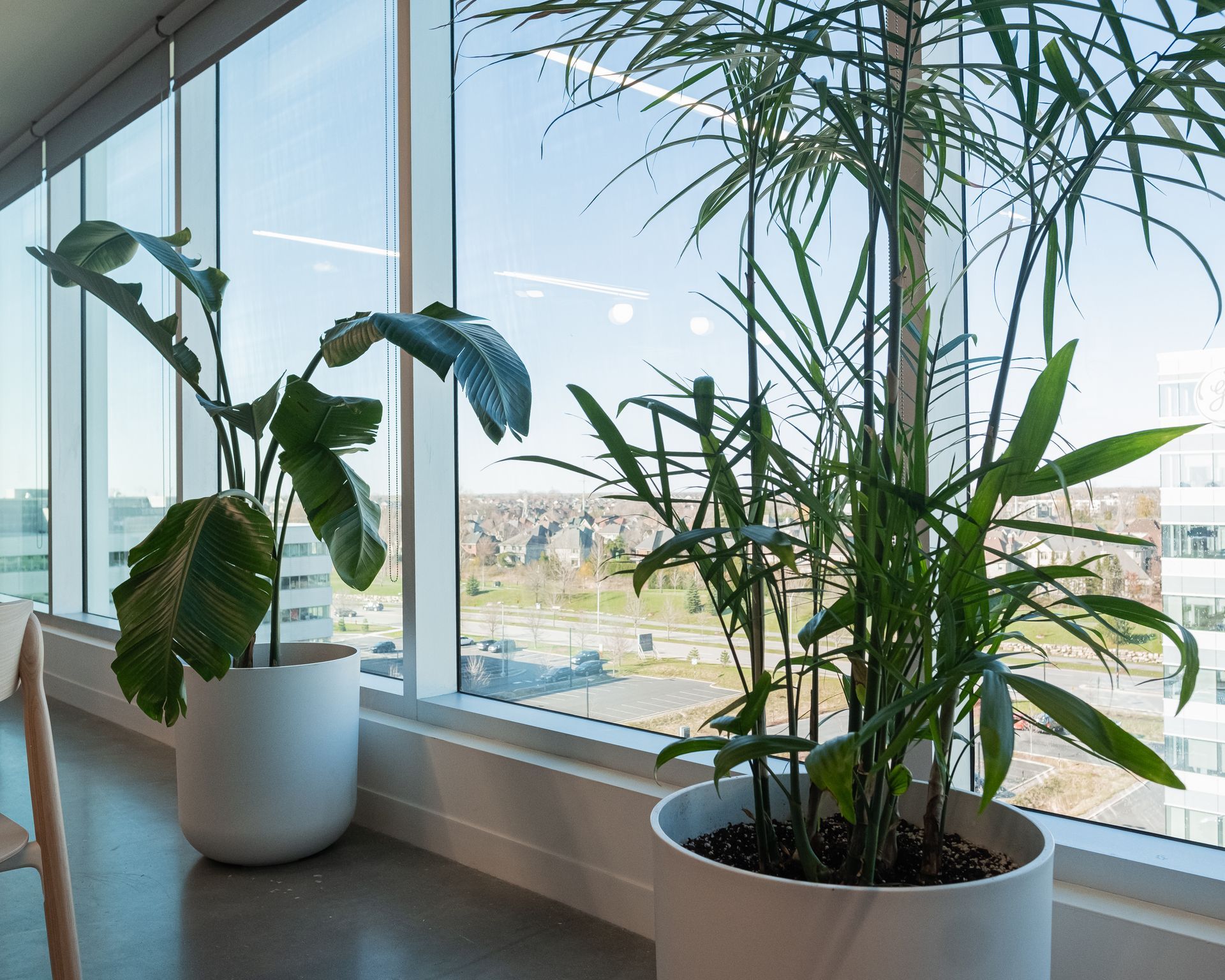 Deux plantes en pot près d'une fenêtre. L'une a de grandes feuilles, l'autre est haute et fine. Vue dégagée sur l'extérieur.