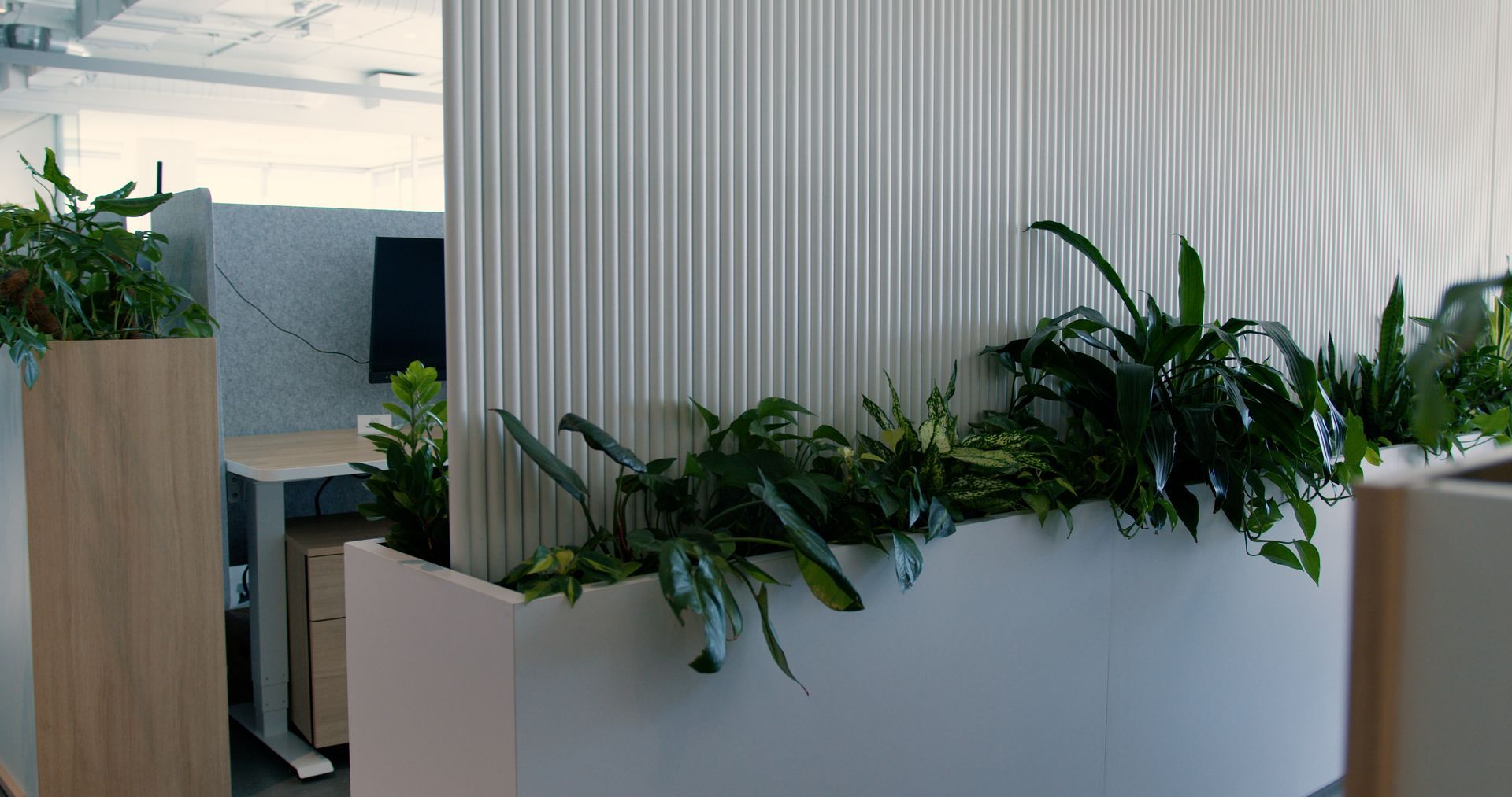 Des plantes de bureau dans des pots blancs, à côté d'un mur blanc texturé et d'une cloison de bureau en bois clair.
