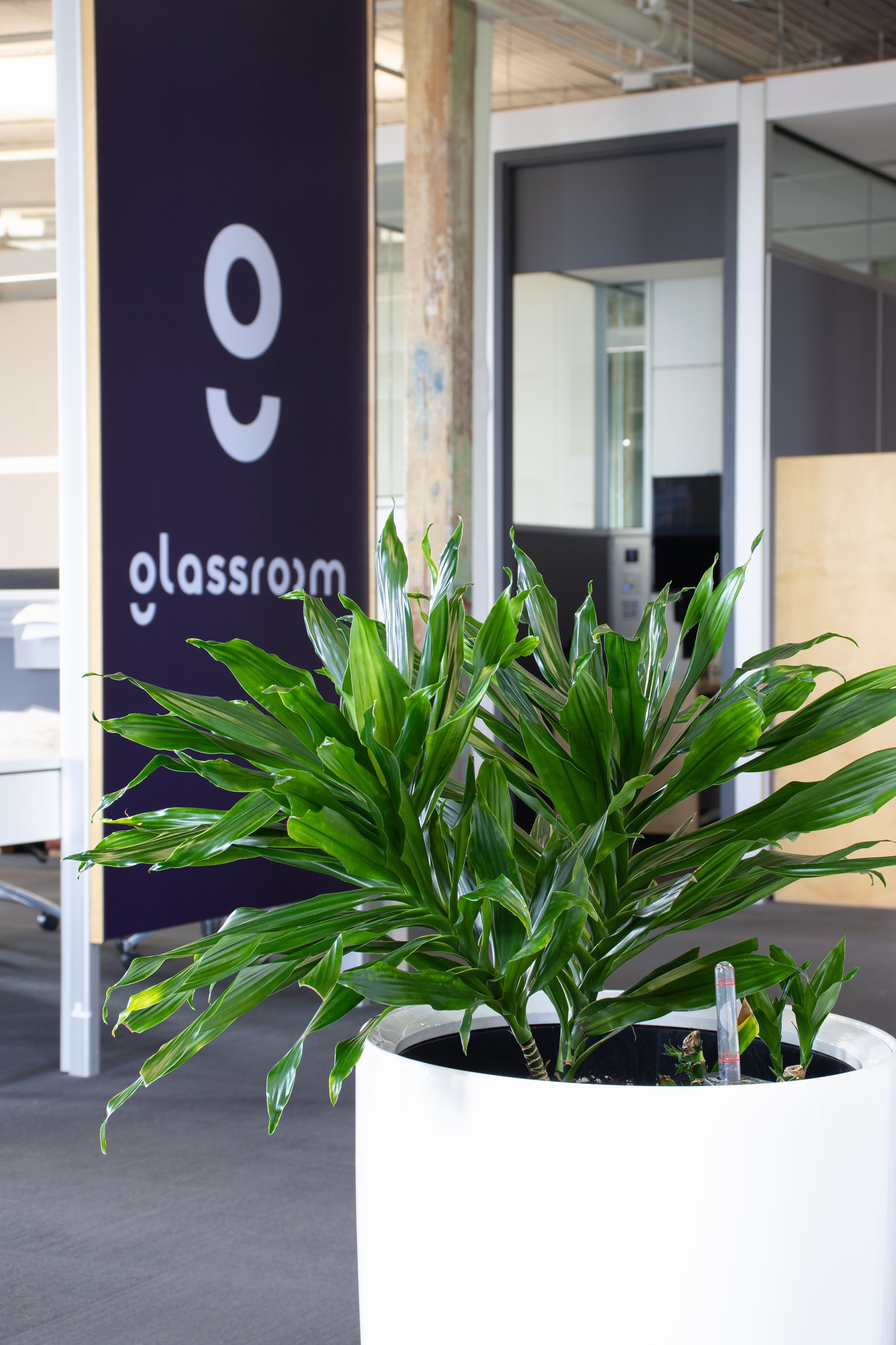 Plante de bureau en pot blanc ; logo « glassroom » visible sur le panneau sombre en arrière-plan.