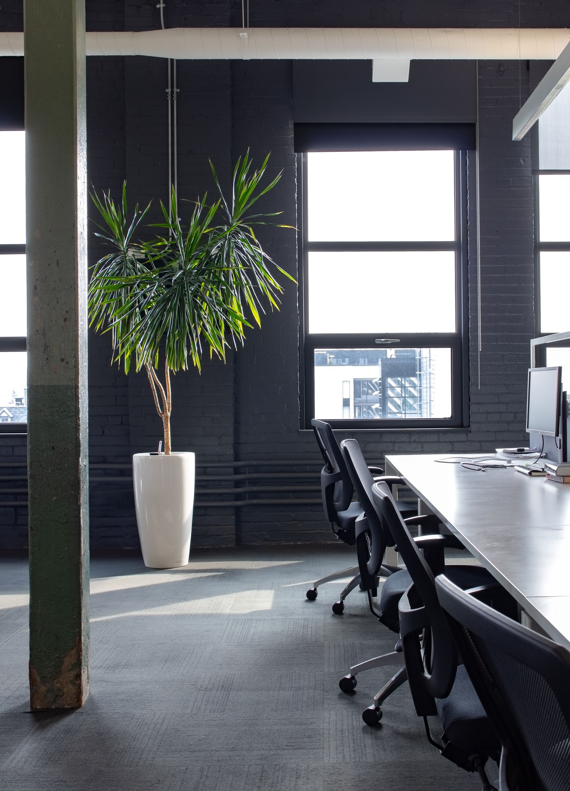 Intérieur de bureau avec une grande plante en pot près d'une fenêtre, des bureaux avec des chaises et un mur de briques peint en foncé.