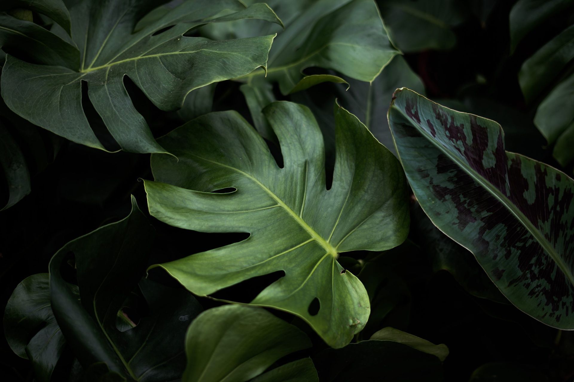 Gros plan sur des feuilles de Monstera d'un vert éclatant, aux découpes et motifs distinctifs, dans un décor sombre.