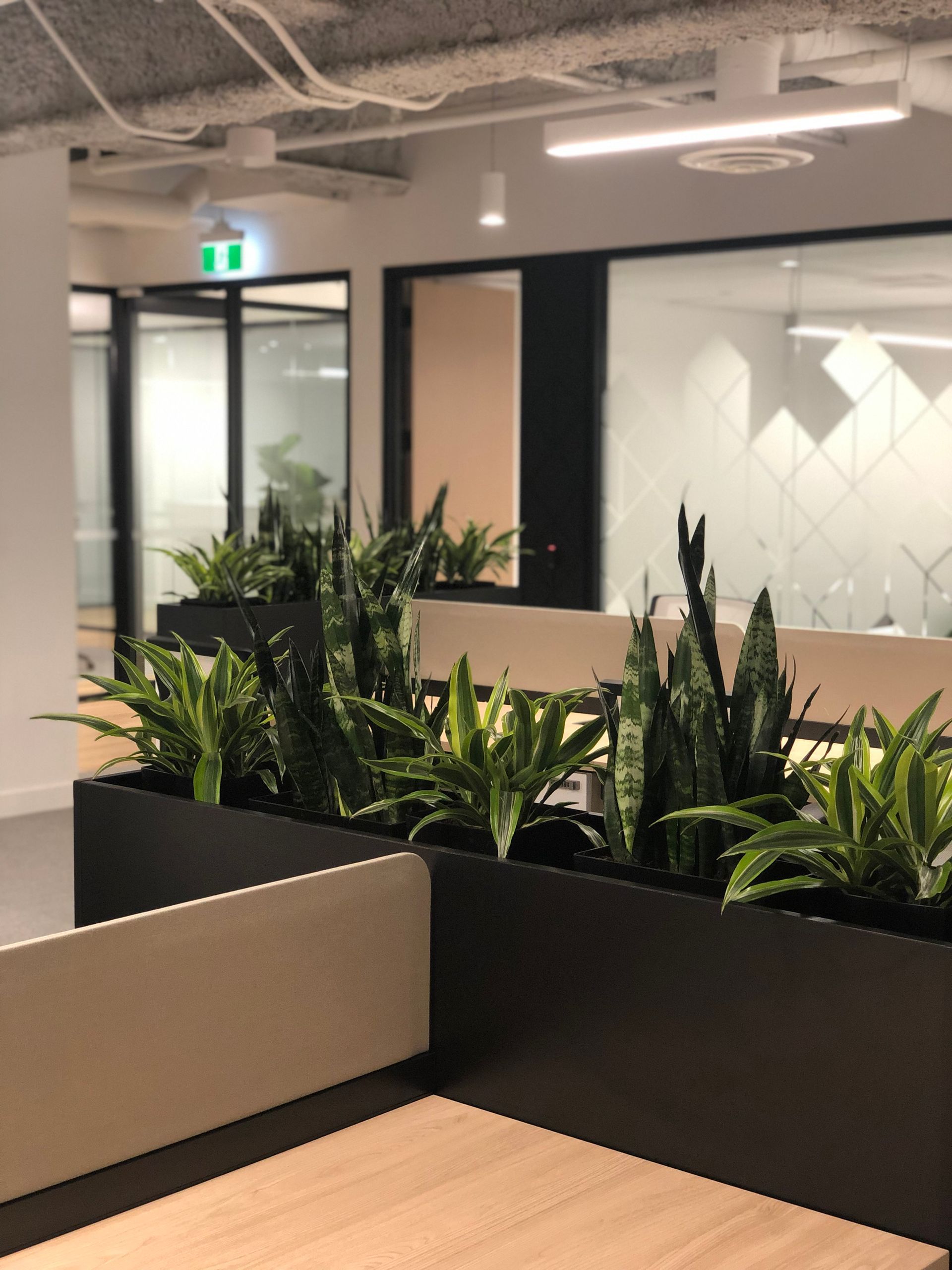 Bureau cloisonné avec plantes. Des jardinières remplies de plantes vertes séparent les espaces de travail, dans un cadre de bureau moderne.