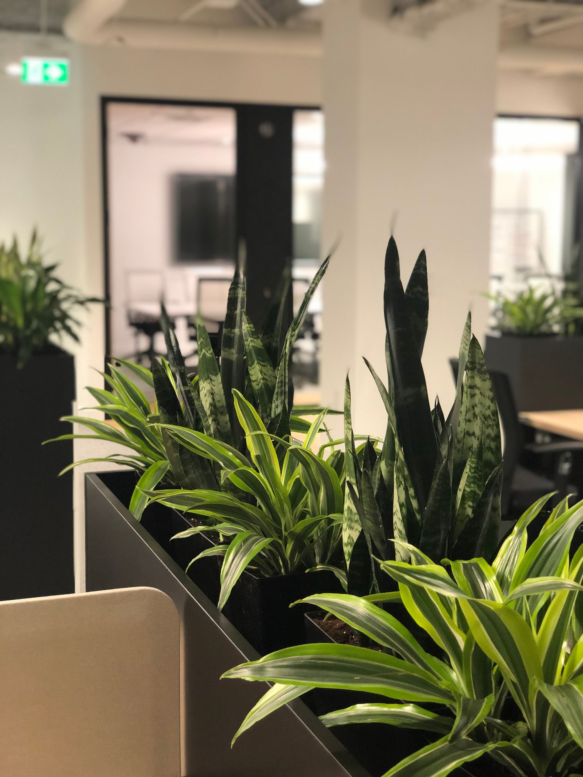 Intérieur de bureau avec une jardinière de plantes vertes ; arrière-plan flou avec porte et chaises.