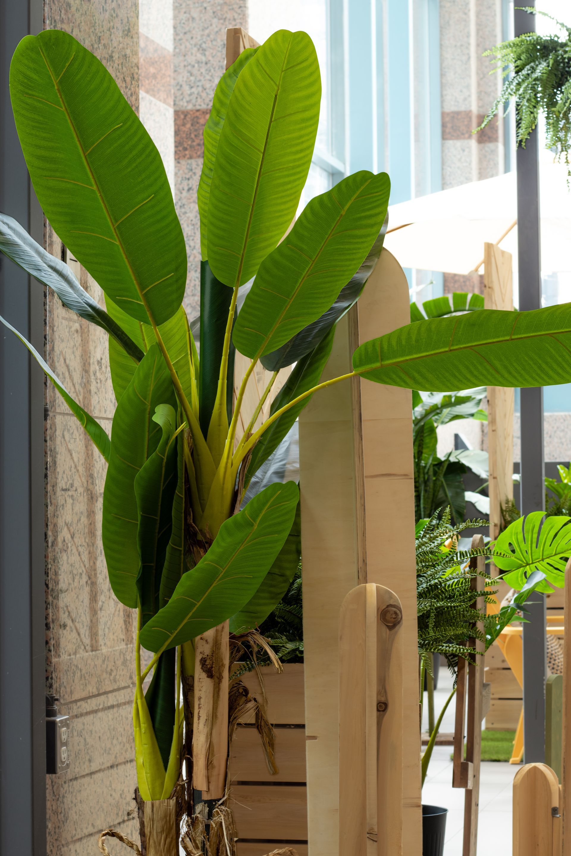 Une grande plante verte aux longues feuilles ovales pousse à côté d'une structure en bois, en intérieur.