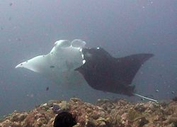 Two large females sizing each other up in head off threat display.