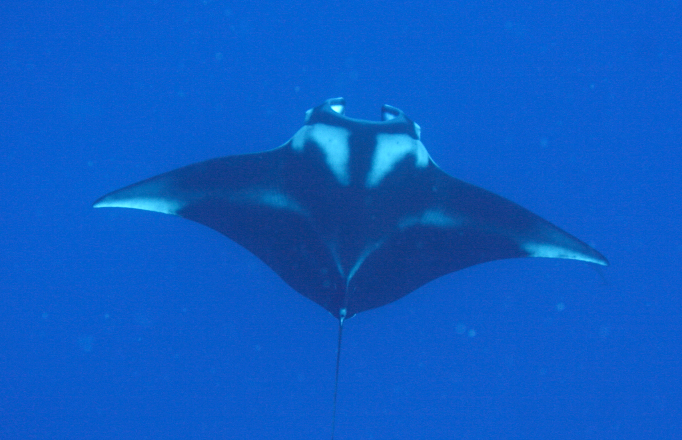 MANTA ECOLOGY PROJECT