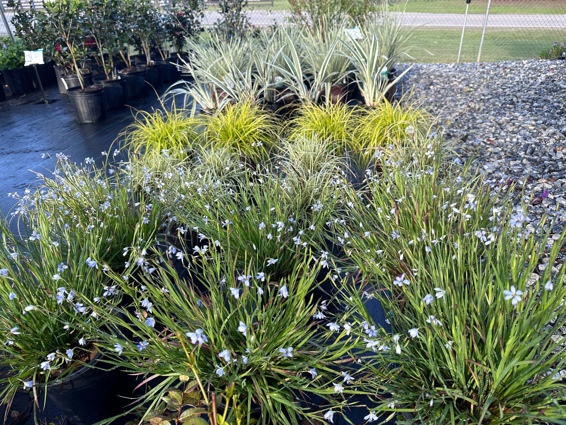 Landscaping near me phenix city smiths station auburn opelika columbus