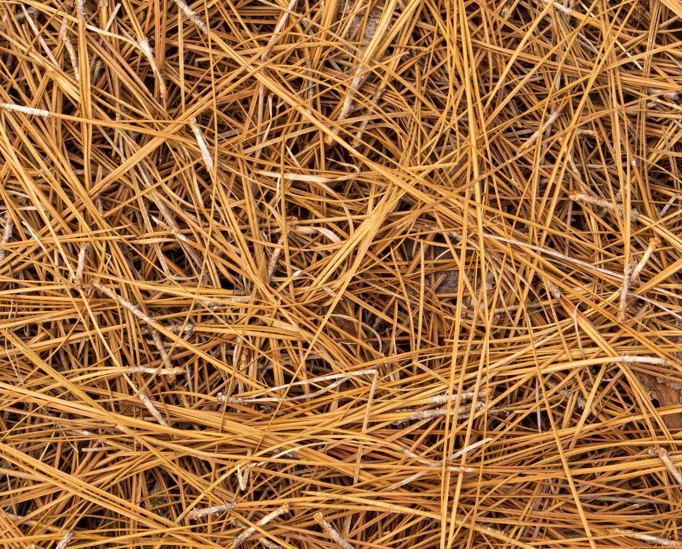 straw near me phenix city smiths station auburn opelika columbus