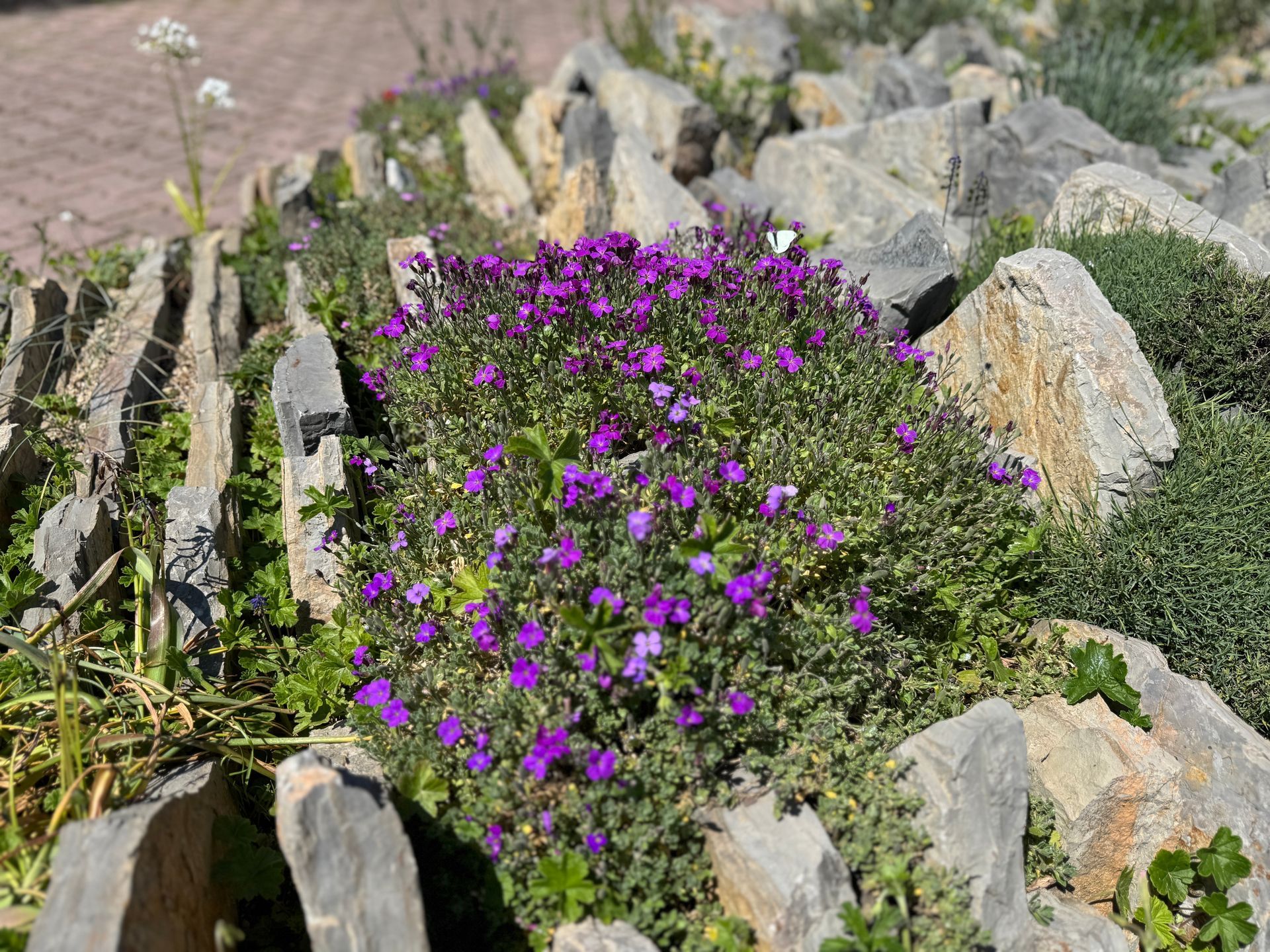 Purple flowers growing among gray rocks in a landscaped garden bed