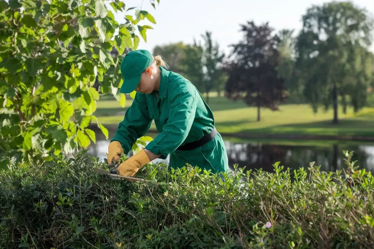 Gardener in green uniform trimming hedges beside a pond in a sunny park