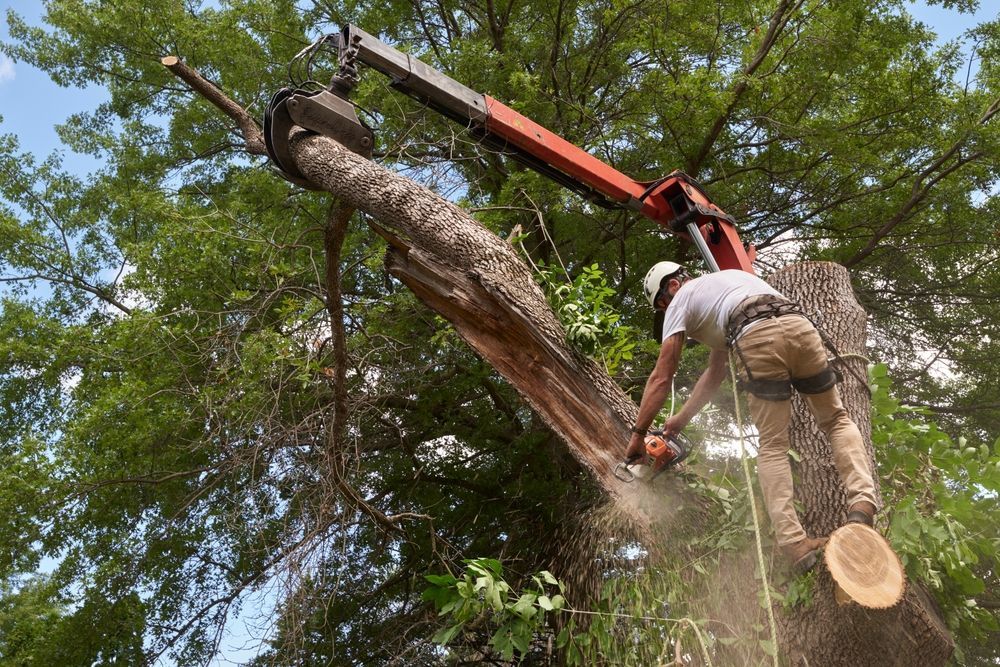 Get a tree removal in White Lake, MI with Chop N Drop Tree Service