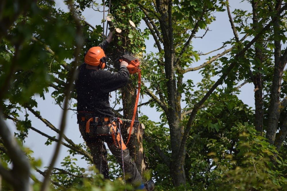 A storm damage cleanup in White Lake, MI by Chop N Drop Tree Service
