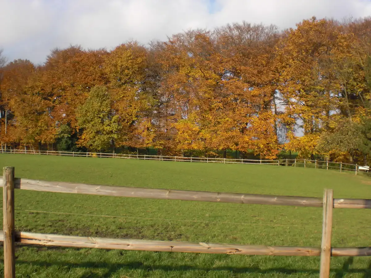 Holzzaun vor einem grünen Feld und herbstlichen Bäumen mit orangefarbenen Blättern unter einem bewölkten Himmel