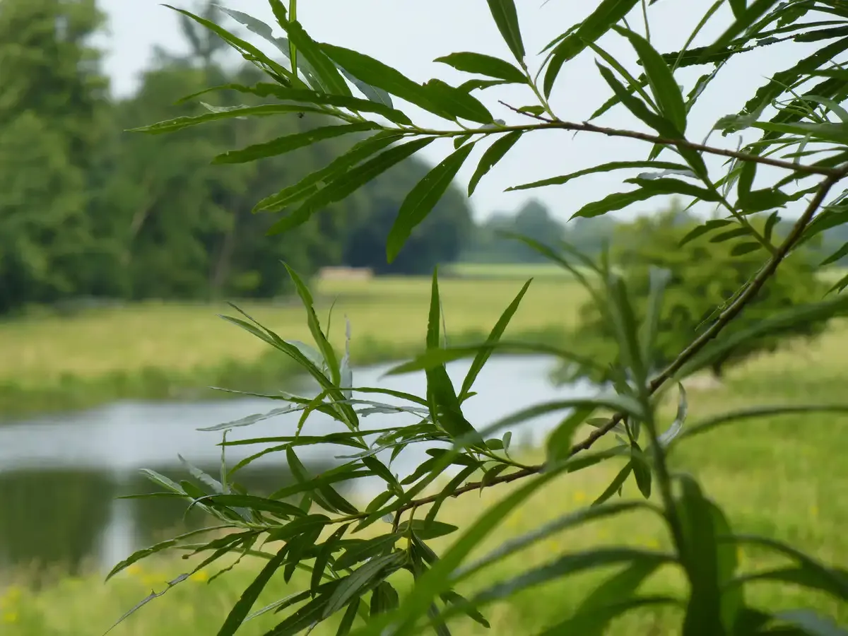 Grüne Weidenzweige im Vordergrund, dahinter unscharf ein ruhiger Fluss und grasbewachsene Ufer