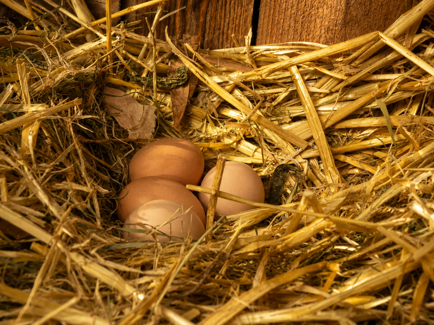 Drei braune Eier liegen eingebettet in Stroh in einem hölzernen Nistkasten