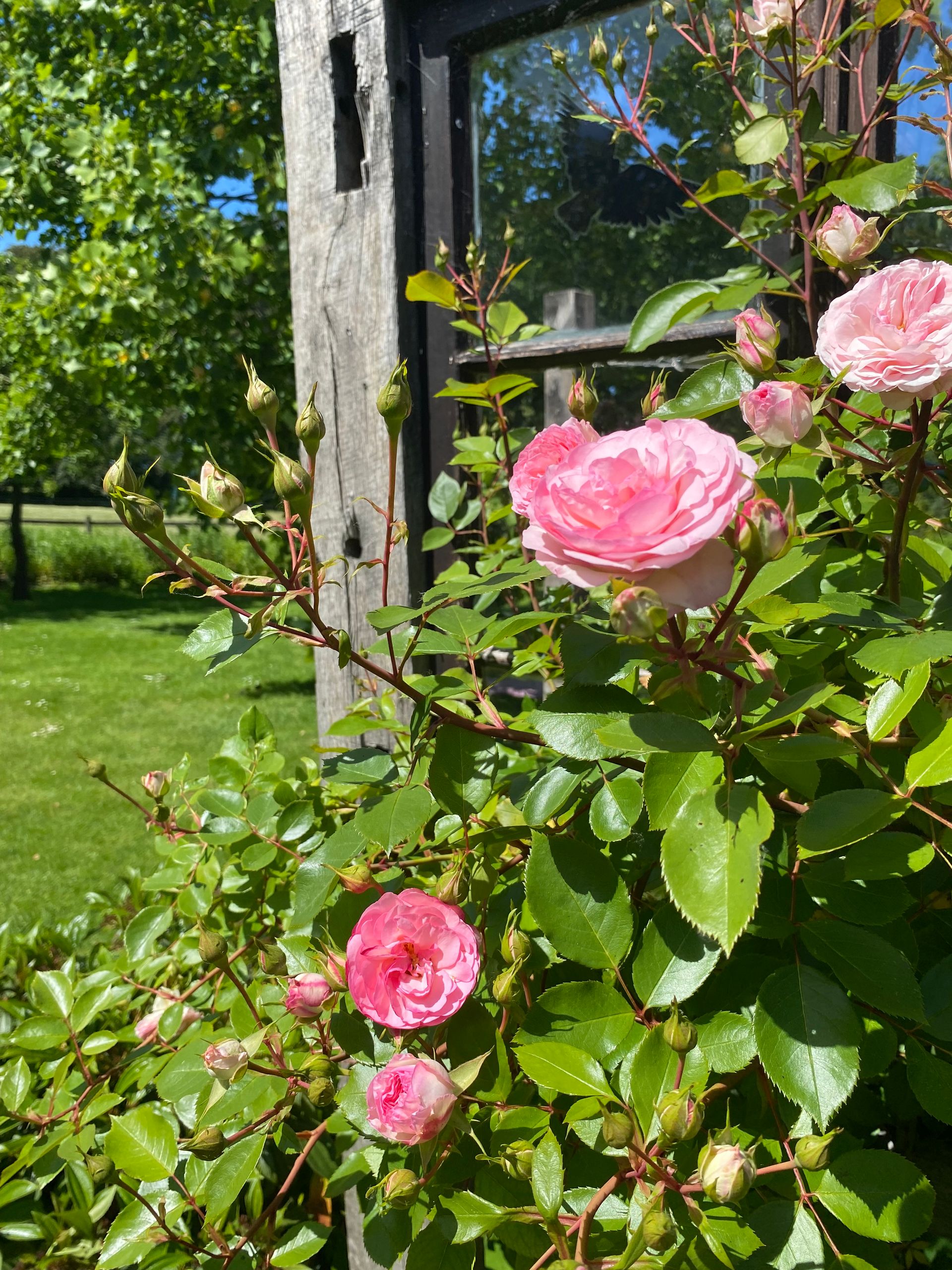 Rosa Rosen blühen neben einem verwitterten Holzspalier in einem sonnigen Garten