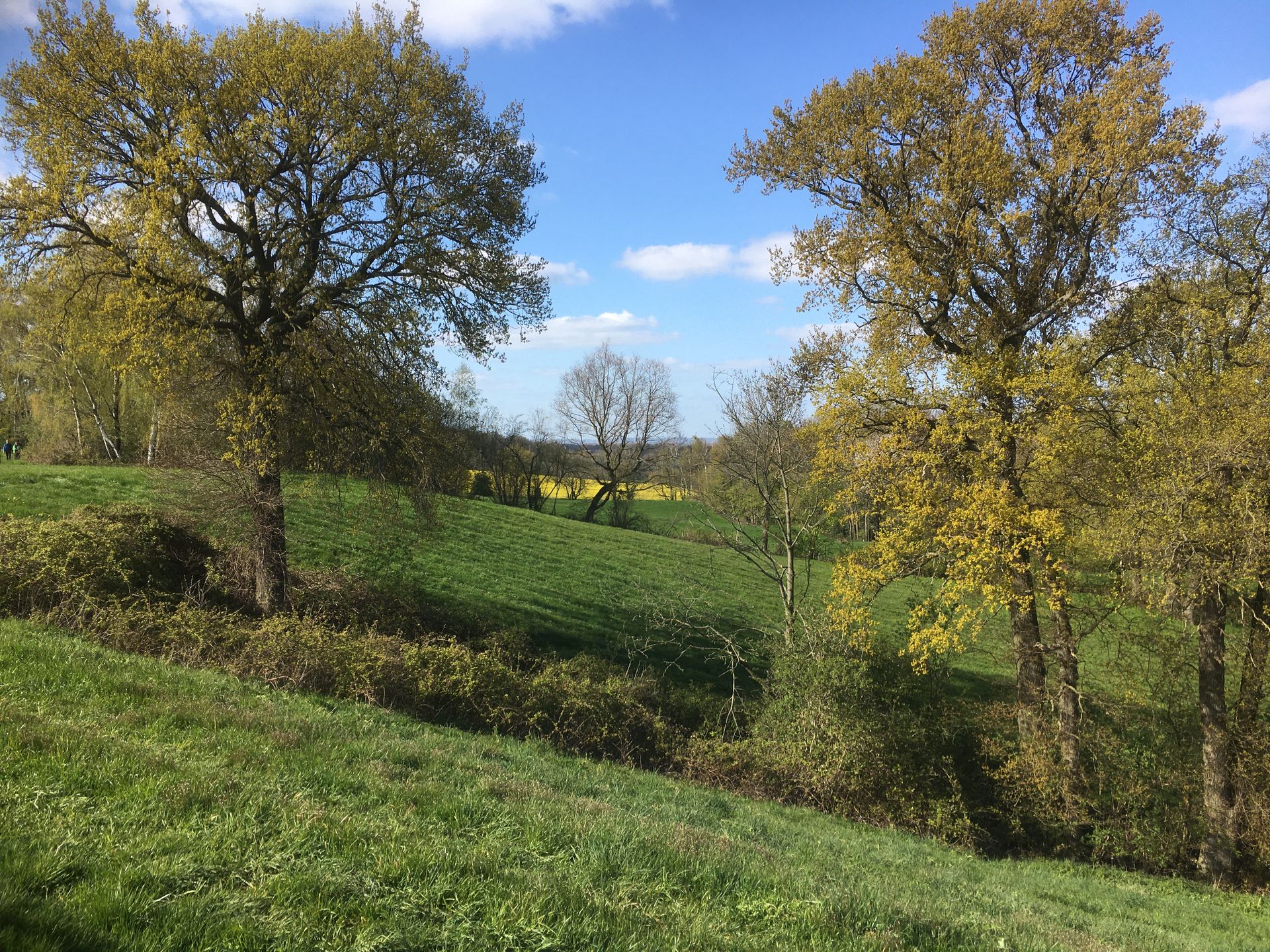 Sanft geschwungene grüne Hügel mit Bäumen unter blauem Himmel – eine sonnige Herbstlandschaft