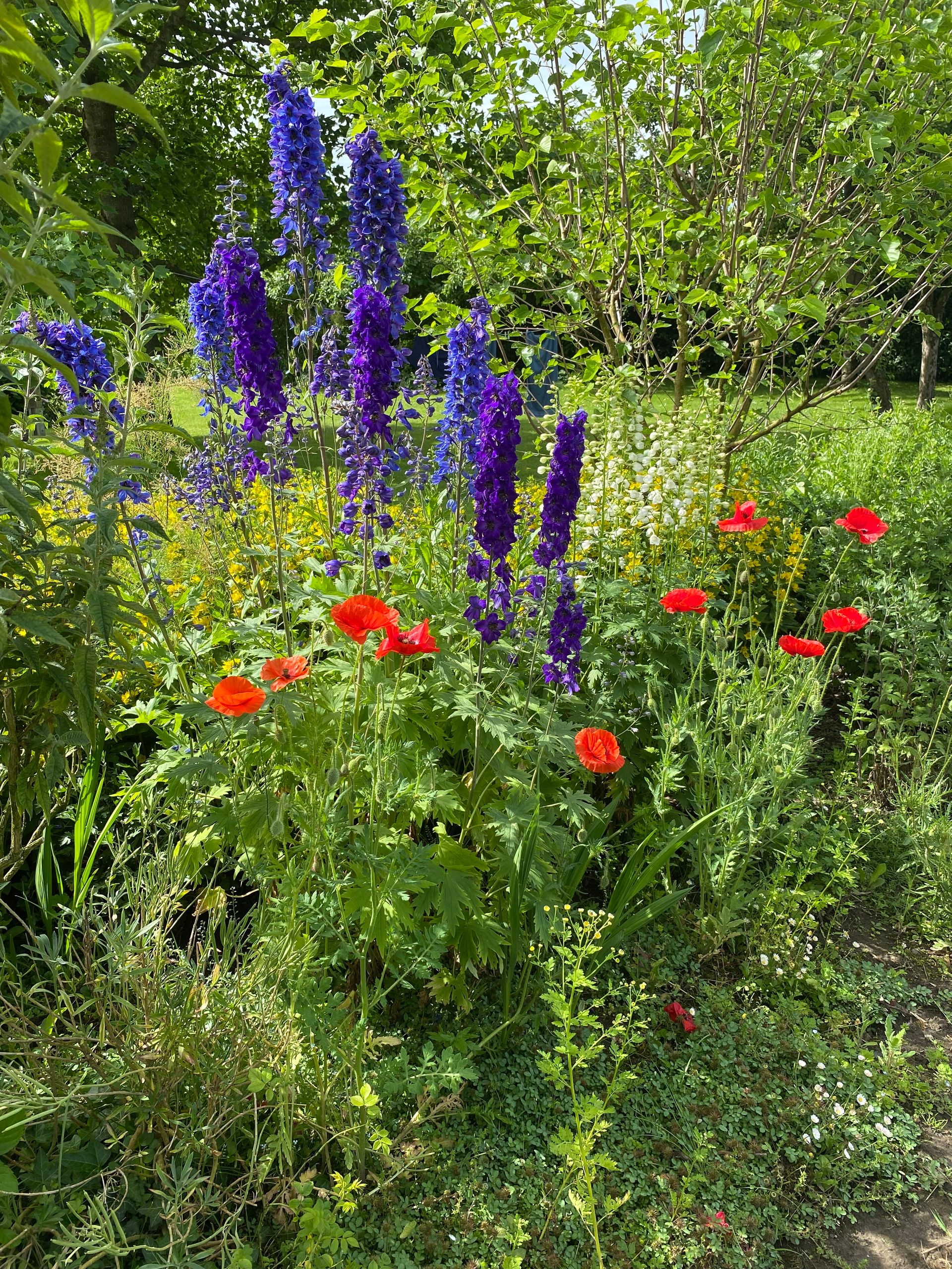 Wildblumen mit hohen violetten Blütenständen und roten Blüten in einem sonnigen grünen Garten