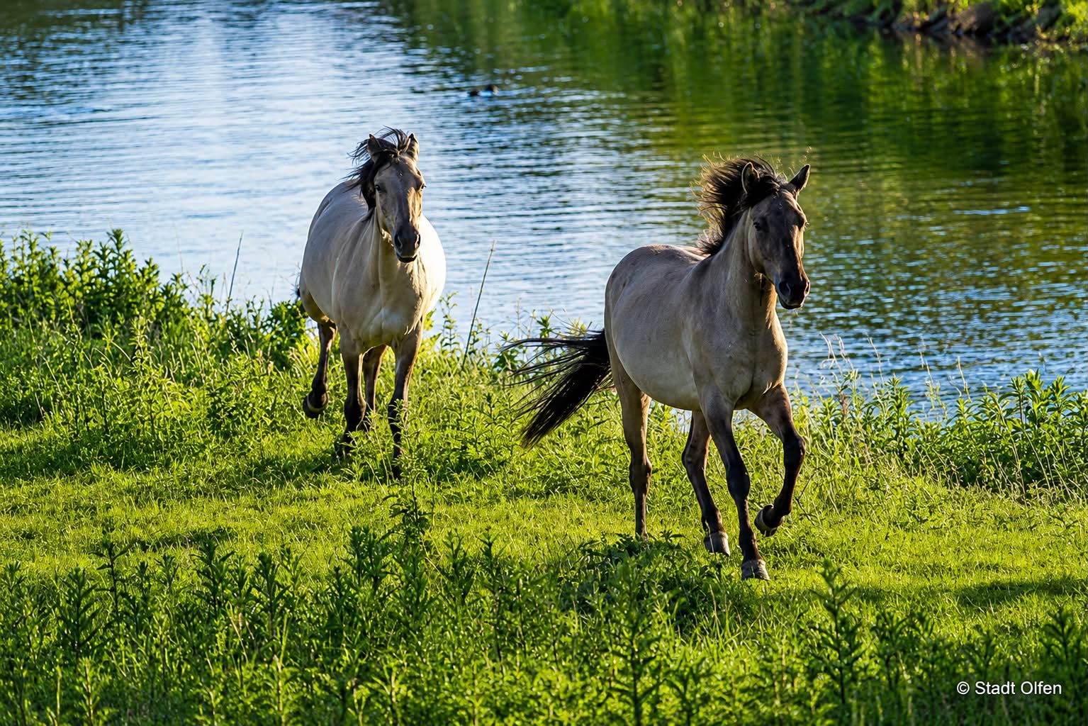 Zwei weiße Pferde galoppieren durch grünes Gras an einem ruhigen, blauen Fluss