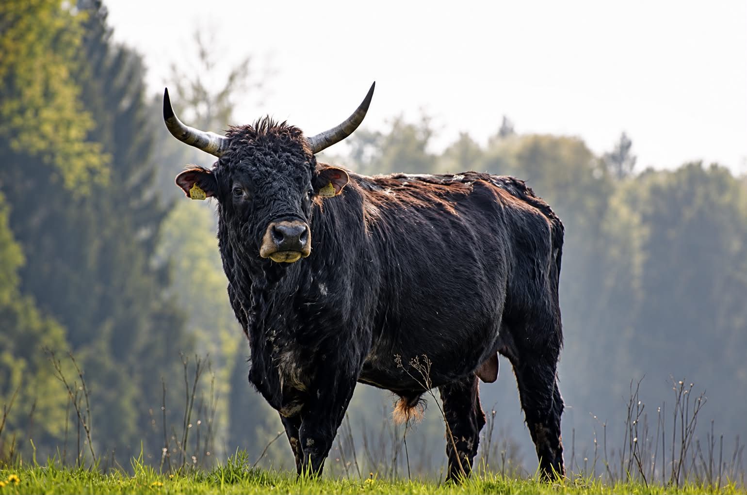 Schwarze Highland-Kuh auf einer grünen Wiese mit Bäumen im Hintergrund