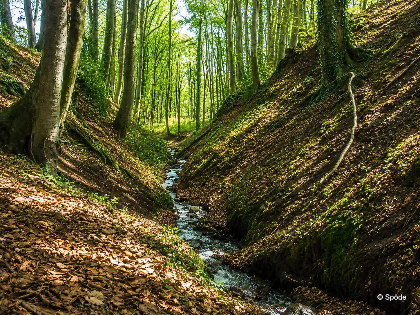 Bewaldete Schlucht mit einem schmalen Bach, der zwischen  grünen Bäumen und laubbedeckten Ufern hindurchfließt
