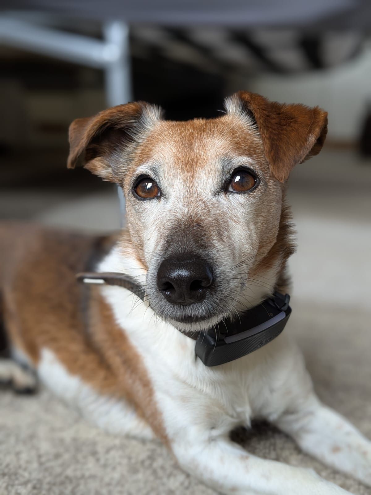 Kleiner braun-weißer Hund, der mit Halsband auf einem Teppich liegt und in die Kamera schaut.