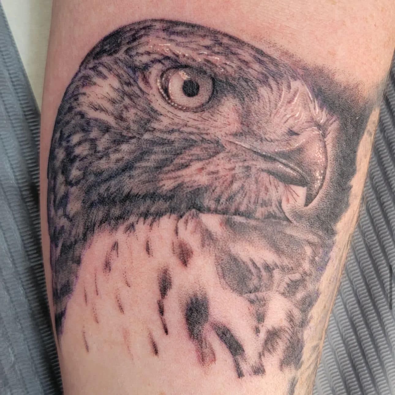 Black and gray hawk tattoo on skin, showing a detailed head and chest close-up