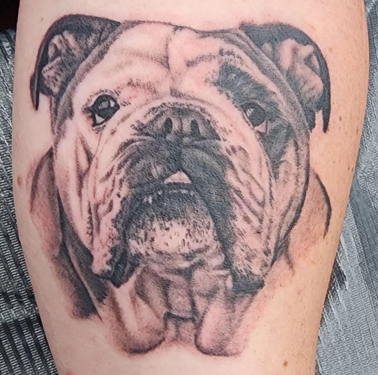 Black-and-gray bulldog tattoo on a person’s skin, shown in close-up.