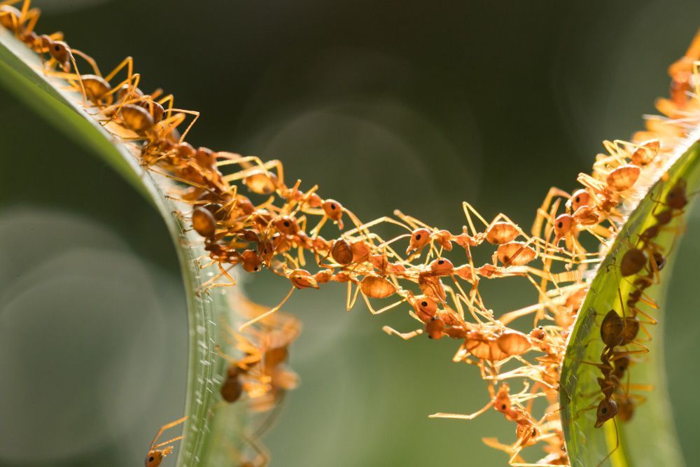 A Close Up of a Group of Ants on a Plant — Beutels Pest & Weed Control In Kurri Kurri, NSW