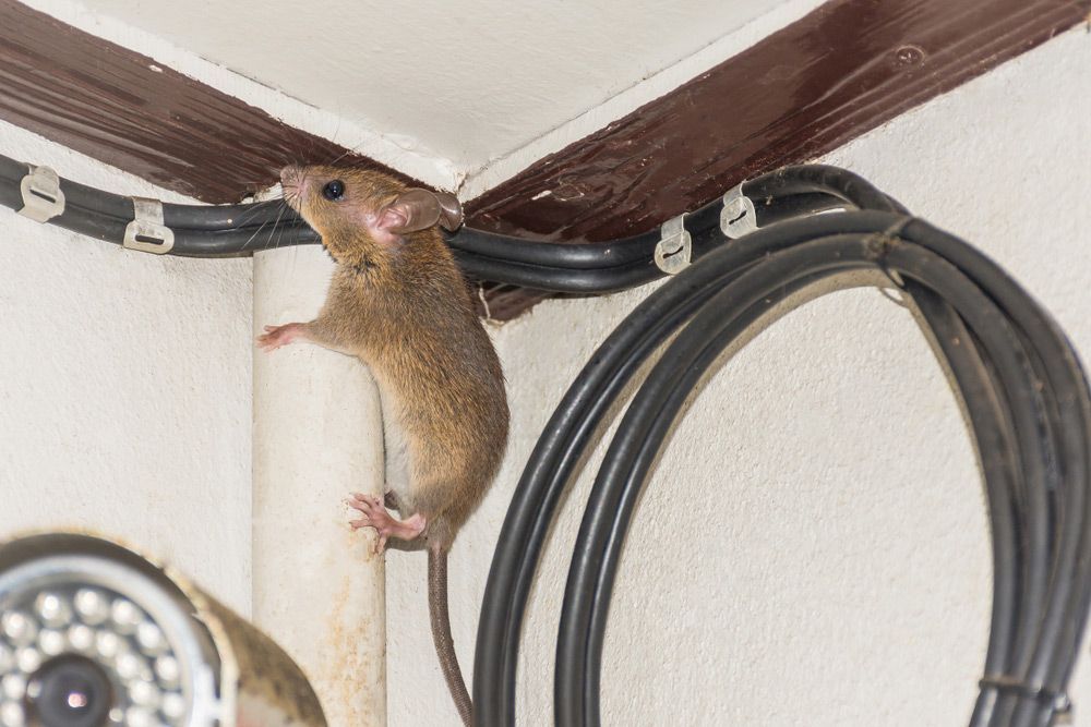 A Mouse is Climbing Up a Pipe in a Room — Beutels Pest & Weed Control In Raymond Terrace, NSW