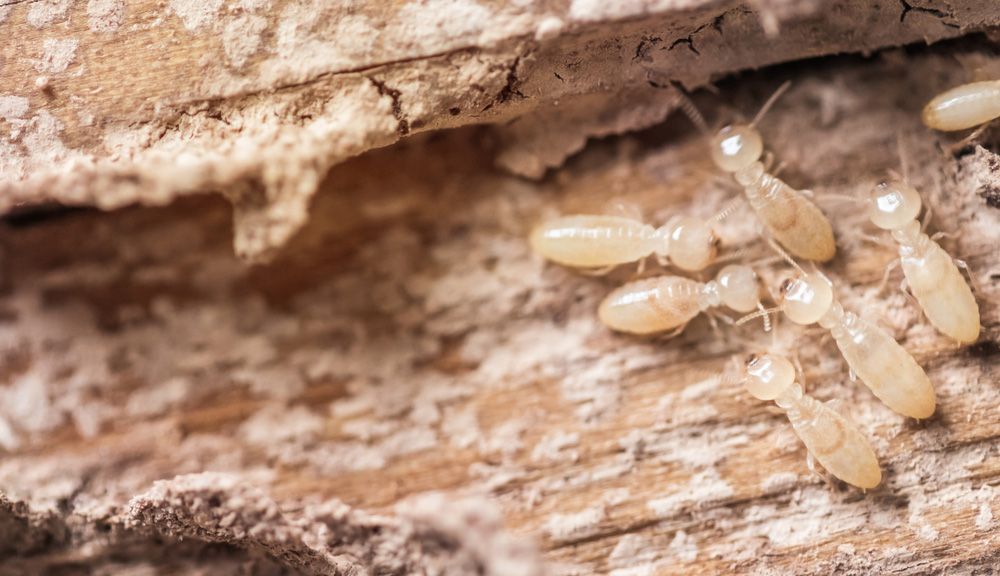 A Group of Termites Are Crawling on a Piece of Wood — Beutels Pest & Weed Control In Metford, NSW